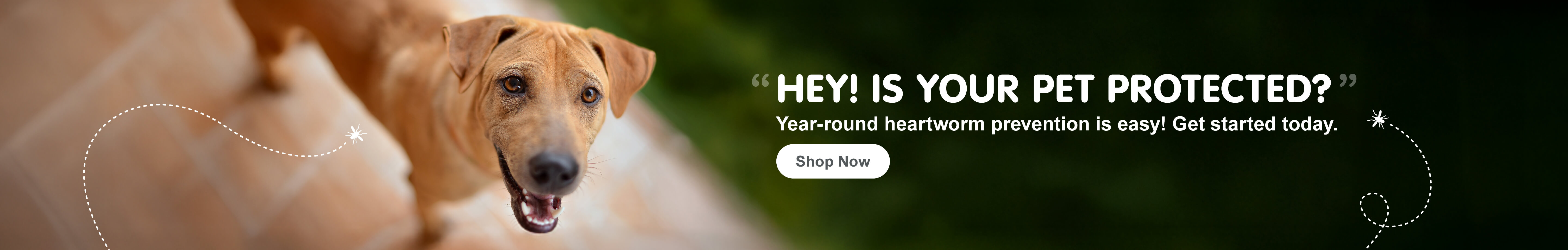 Year-round prevention is easy! Shop Now